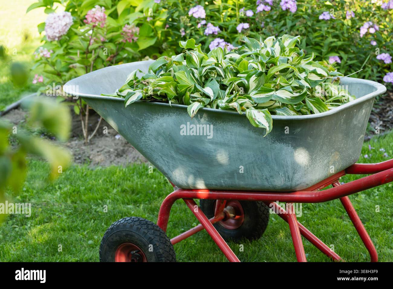 Schubkarre mit frischen Pflanzen auf grünem Rasen Landschaftsgestaltung Gartenbau Outdoor-Arbeitskonzept für Gartendesign-Service und umweltfreundliche Verbesserung des Wohnraums Stockfoto