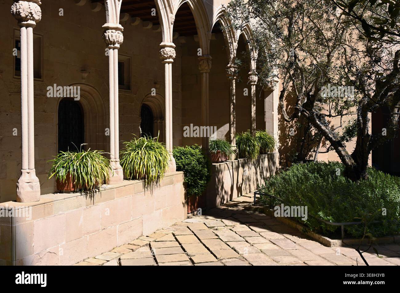 Sonnendurchfluteter Innenhof des Klosters Montserrat mit Steinbögen und Säulen, Olivenbaum, Topfpflanzen und schattigen Gehwegen, im Kloster Montserrat, Katalonien, Spanien Stockfoto
