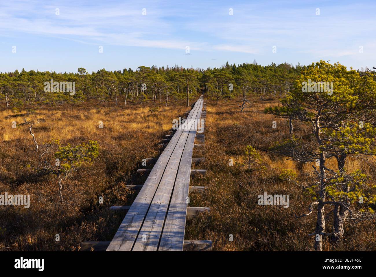 Holzsteg führt durch die herbstliche Moorlandschaft im Marimetsa Nature Reserve, Estland. Malerisches Feuchtgebiet mit goldener Vegetation und weitläufigem Freiland. Stockfoto