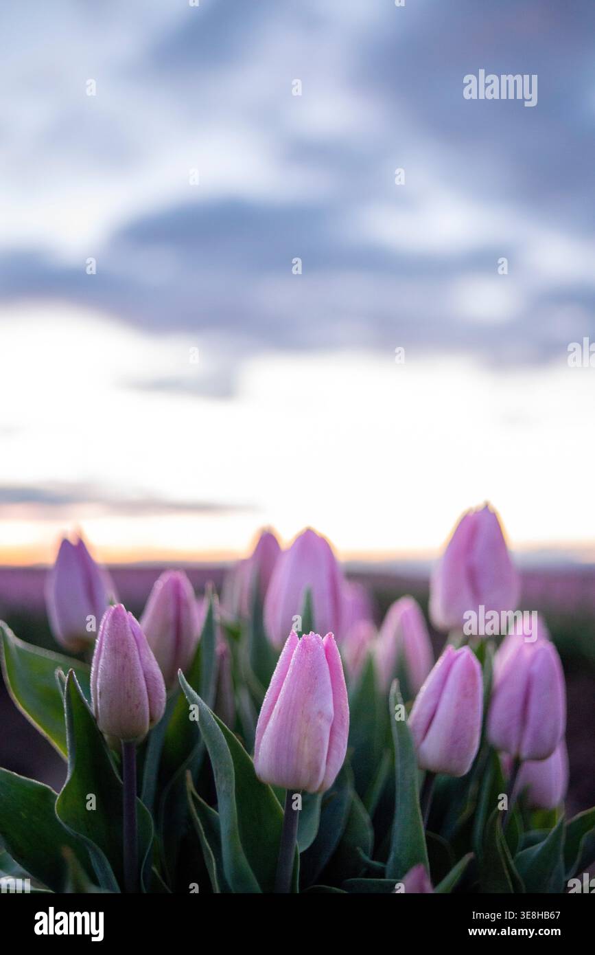 Vertikales Bild von rosa Tulpen mit einem dramatischen Himmel bei Sonnenaufgang. Perfekt für Themen wie Liebe, Freundschaft, Sympathie, Hoffnung und Ruhm. Stockfoto