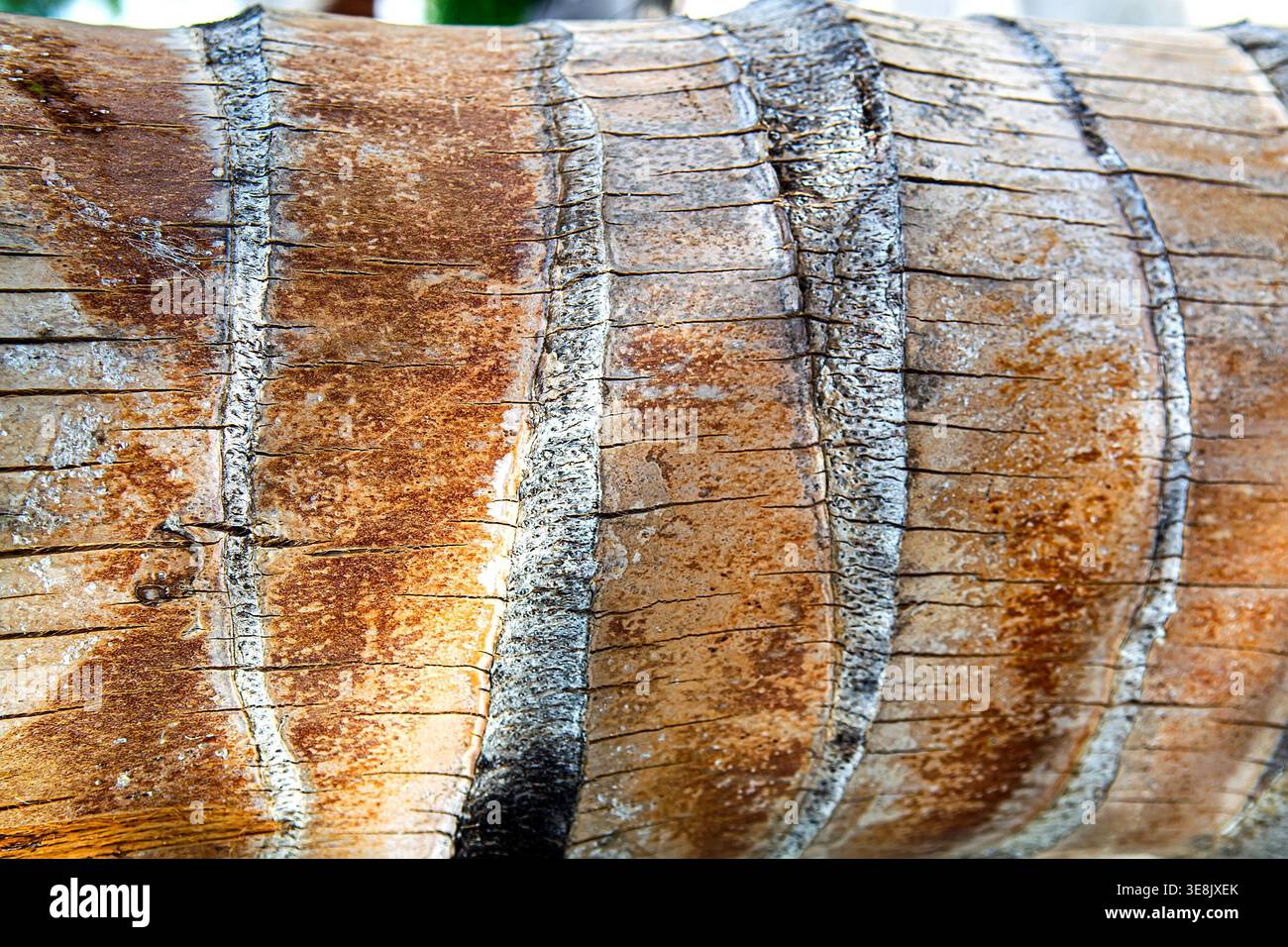 Äußerste Nahaufnahme der Stammrinde von Cocos nucifera mit charakteristischen horizontalen Narbenringen, rauer Faserstruktur, Rissen und Schichten braun-grau Stockfoto