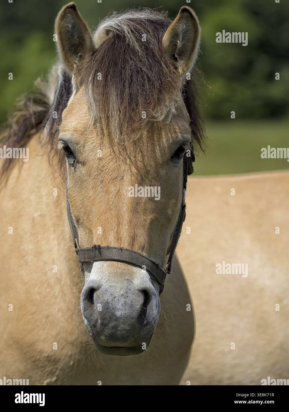Pferd auf einer Lichtung, ein Porträt Stockfoto