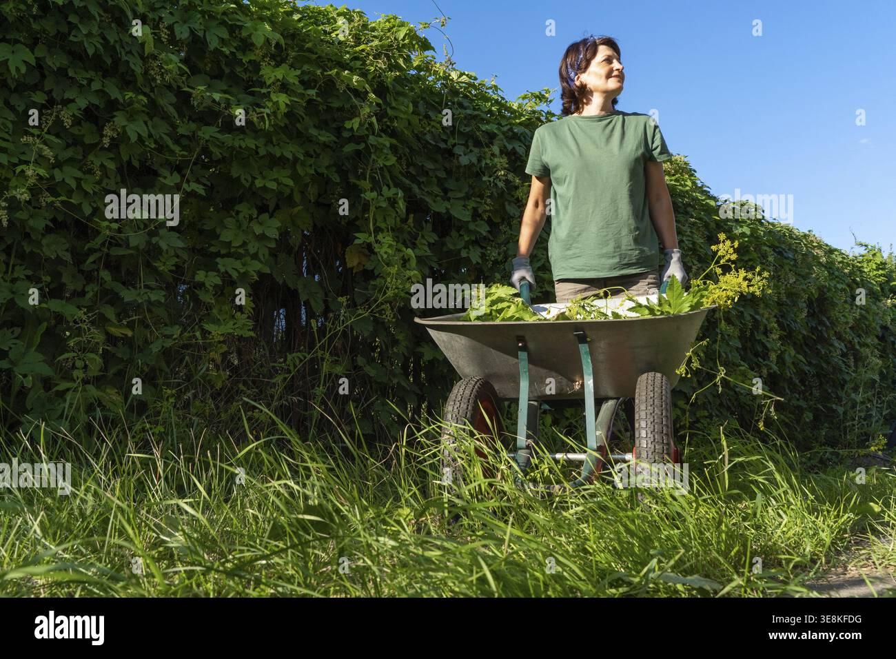Gaertnerin mit Schubkarre in einem ueppigen Garten an einem sonnigen Tag Stockfoto