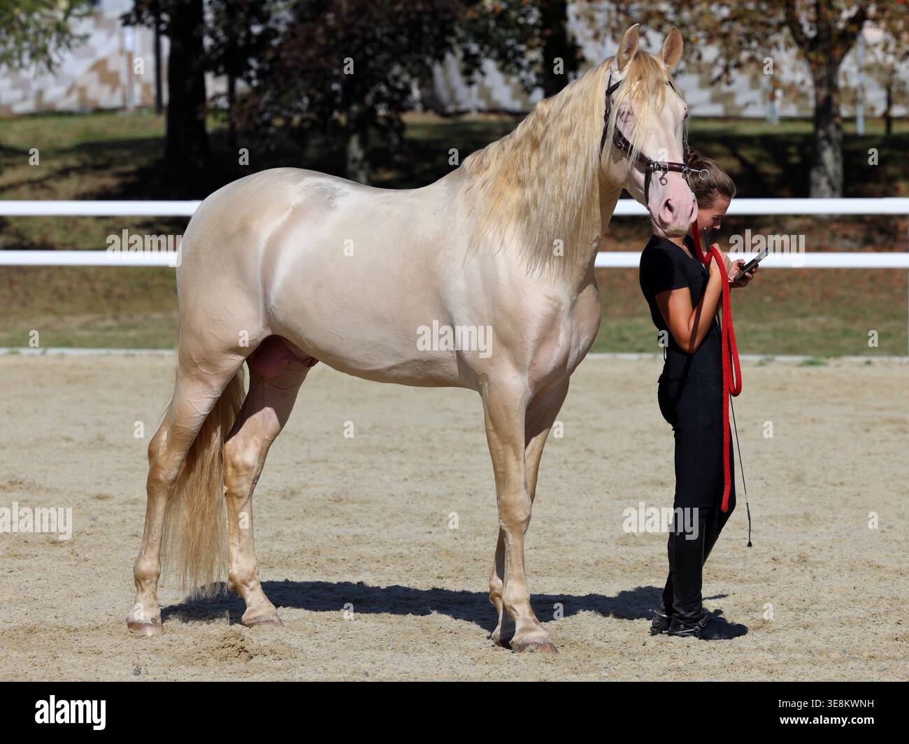 Eine Bräutigam kümmert sich um ein andalusisches Pferd in einem Stall. Stockfoto