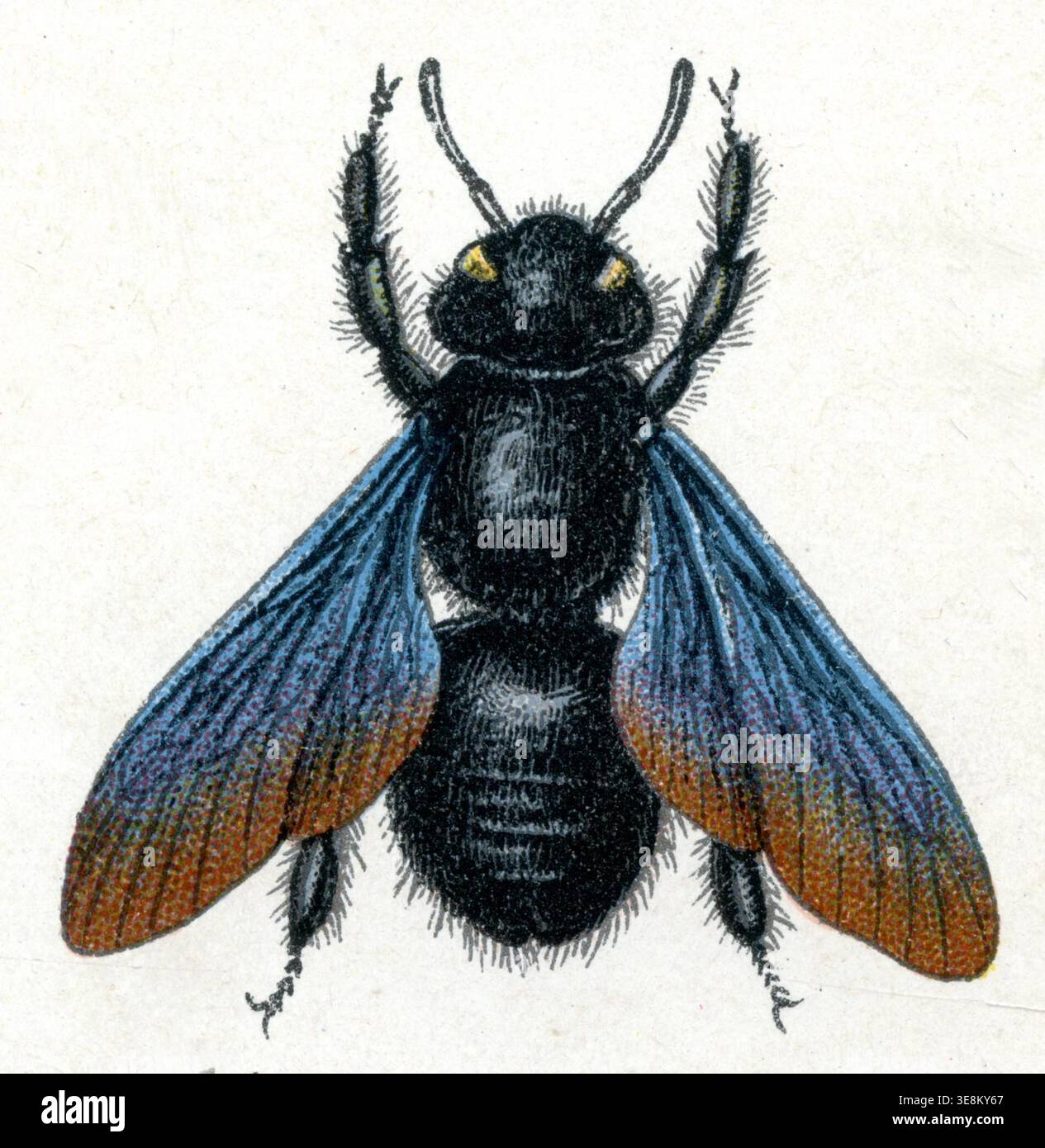 Violette Tischlerbiene Xylocopa violacea, (Zoologiebuch, 1913), große Holzbiene Stockfoto