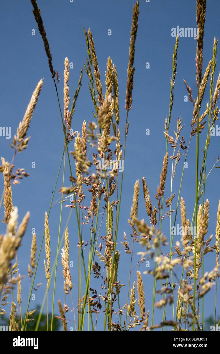 Detail des wild blühenden Wiesengrases Holcus lanatus vor klarem Himmel Stockfoto