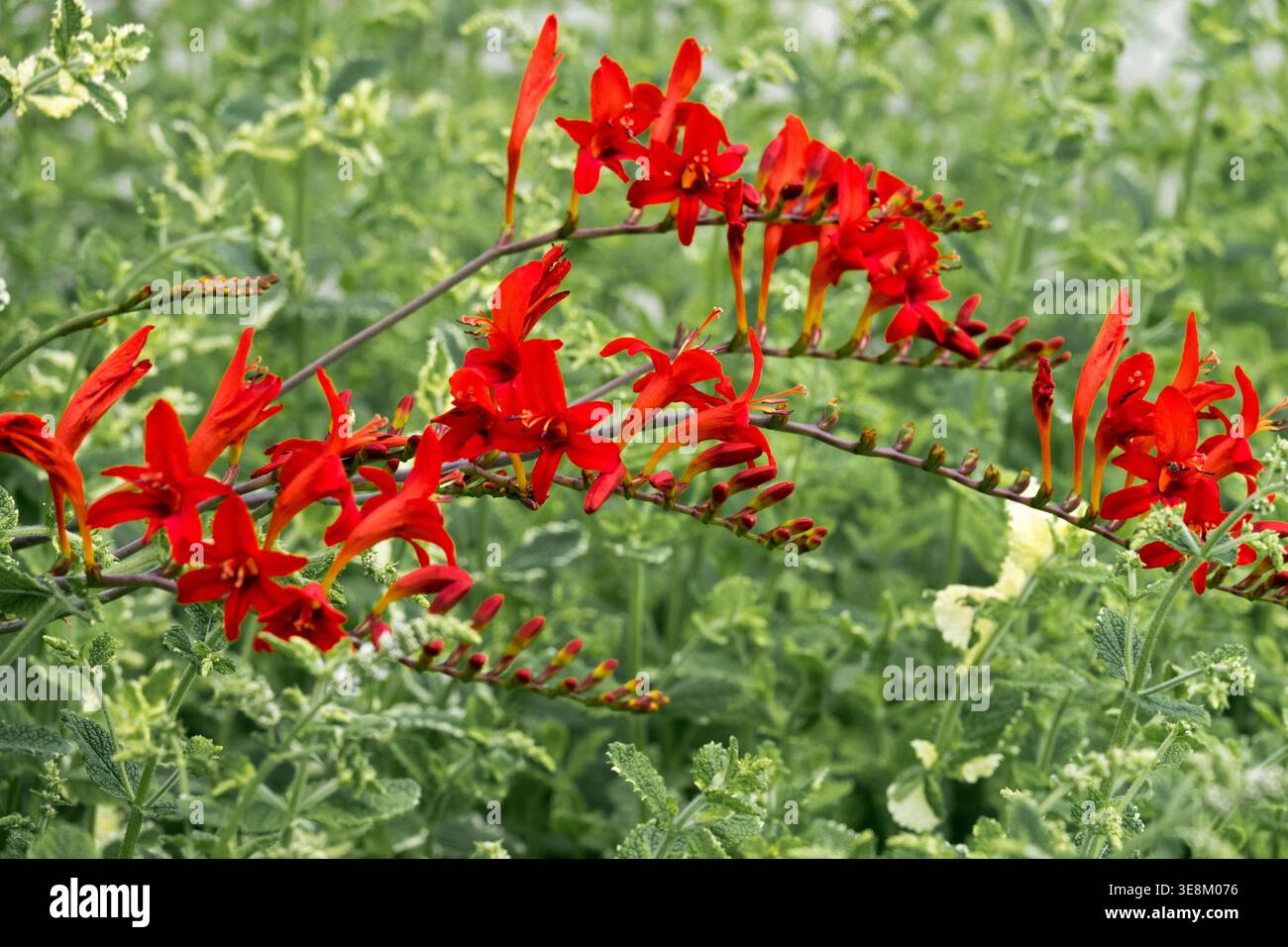 Rot blühende Montbretia Crocosmia x crocosmiiflora 'Lucifer' Staudenpflanze im Sommer Stockfoto