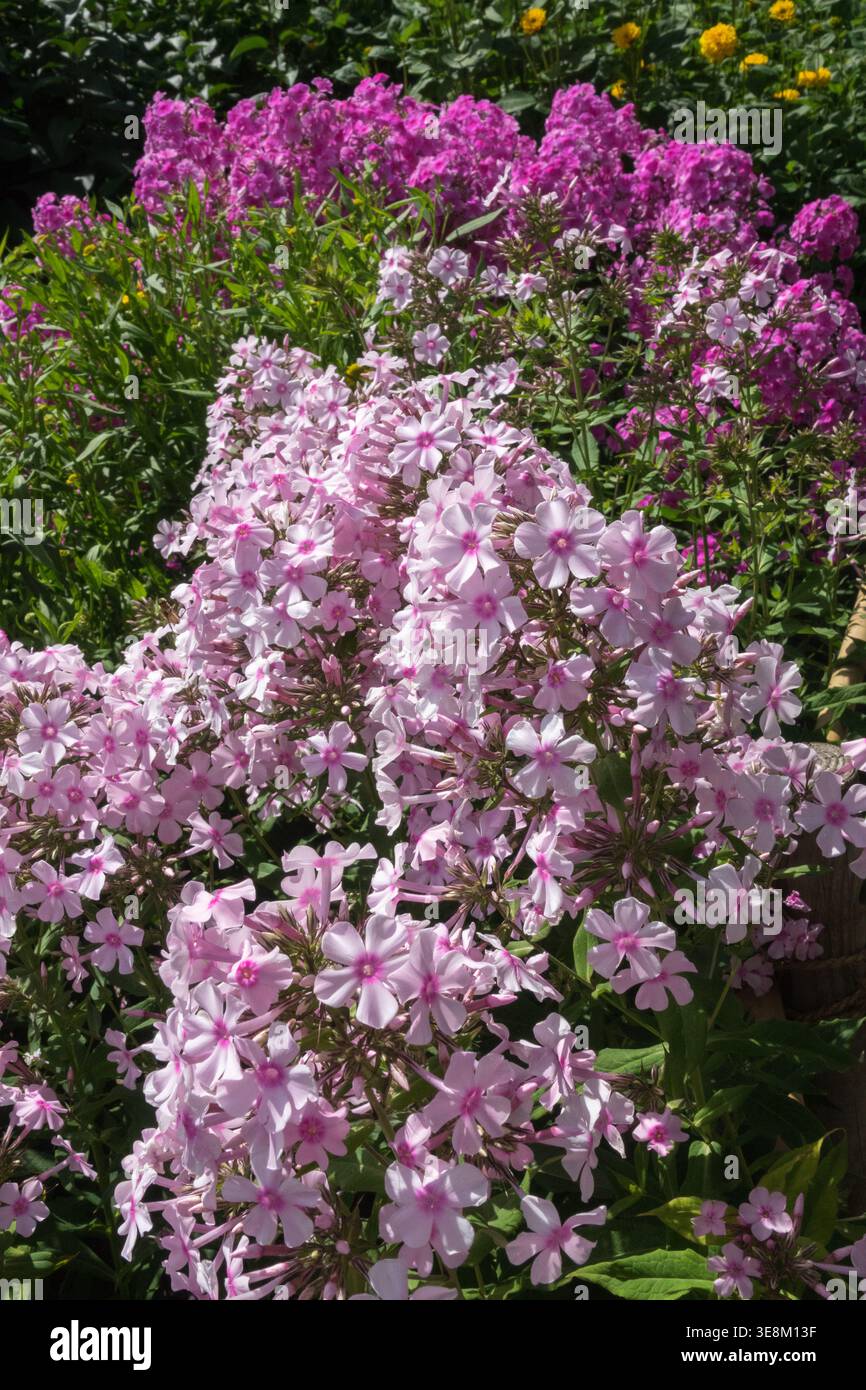 Rosa und violette Blüten des Garden Phlox Phlox paniculata in voller Blüte in einem sonnendurchfluteten Sommergarten Stockfoto