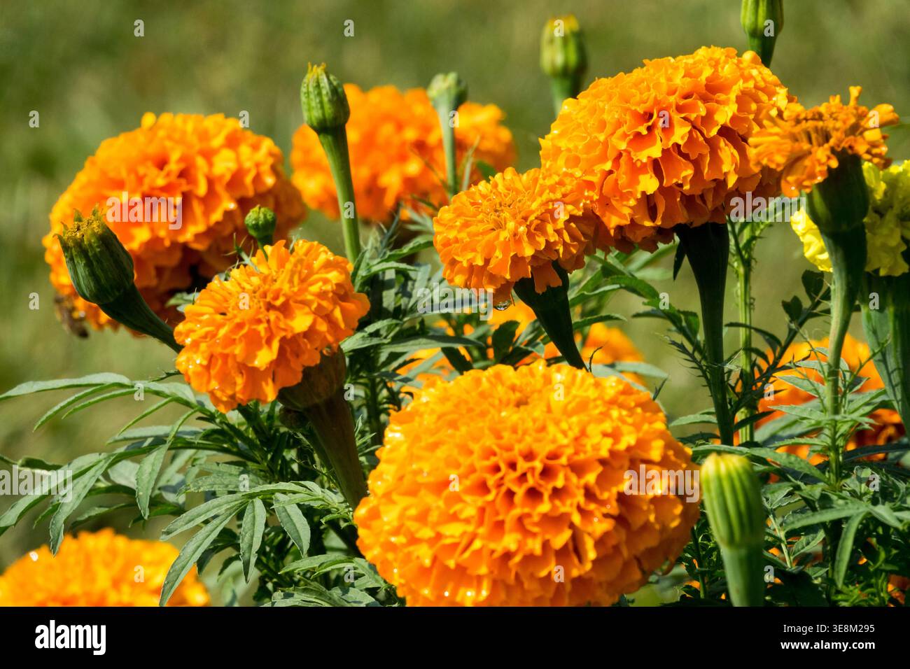 Orange blühende mexikanische Marigold Tagetes erecta jährliche Pflanzen in einem sonnigen Sommergarten Stockfoto