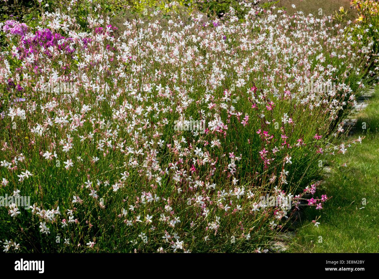 Weiße und rosa Beeblossom Oenothera gaura mehrjährige Pflanzen in einer sonnigen Sommergartengrenze Stockfoto