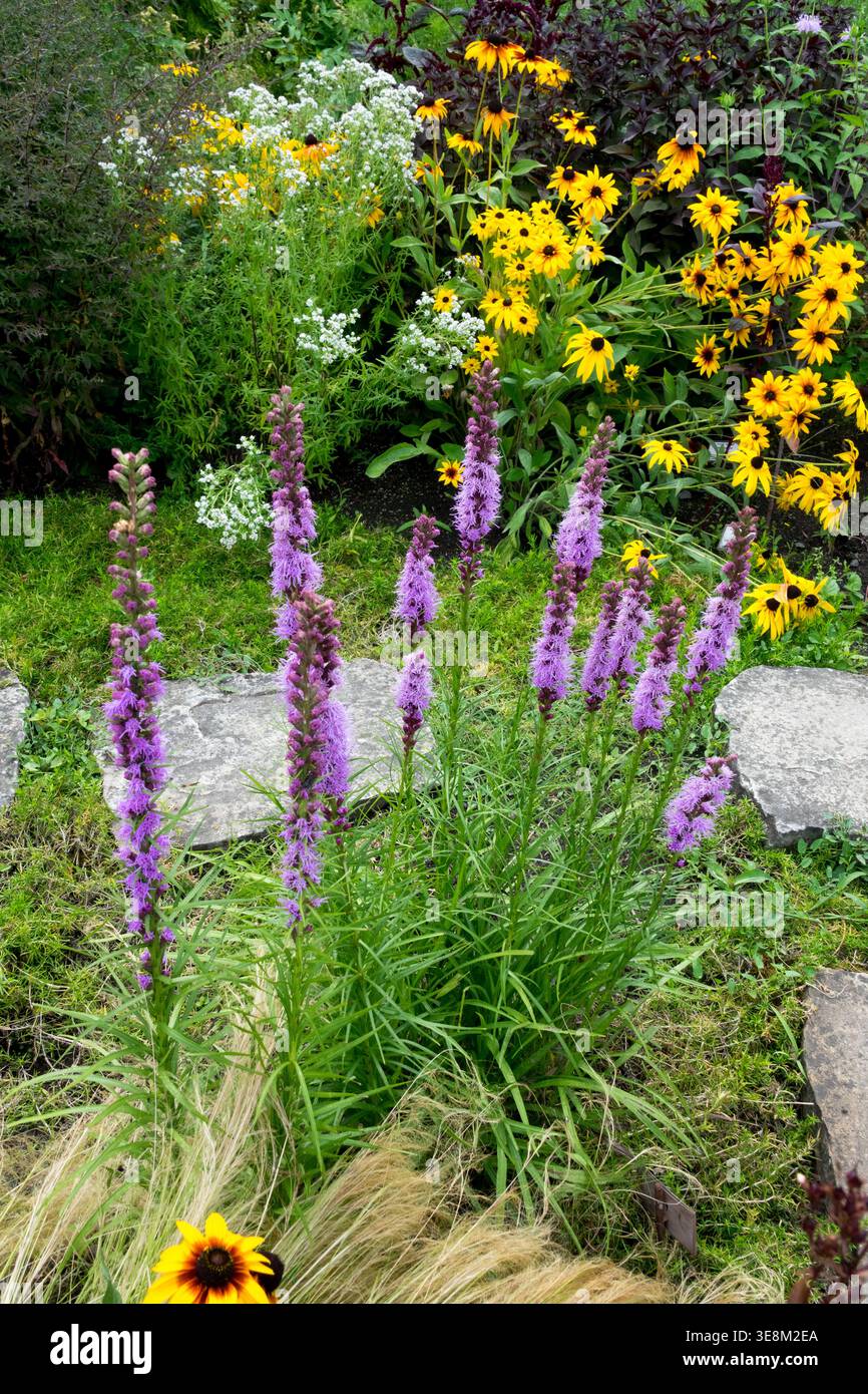 Lila Prairie glühender Stern Liatris spicata und gelbe Rudbeckia-Blüten in einem sonnigen Sommergarten Stockfoto