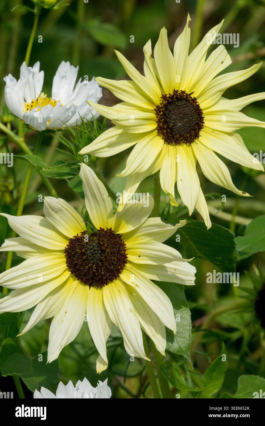 Cremeweiße Sonnenblume Helianthus annuus „Italian White“ in voller Blüte in einem sonnigen Sommergarten Stockfoto