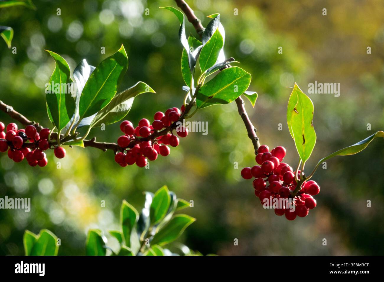 Detail mit roten Beeren und grünen Blättern von Common Holly Ilex aquifolium in einem sonnendurchfluteten Herbstgarten Stockfoto