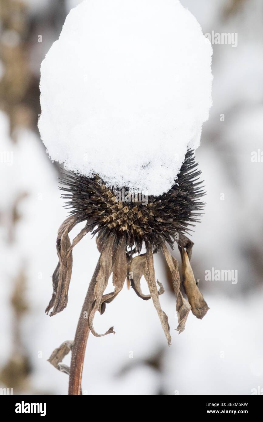 Getrockneter Samenkopf aus Purple Coneflower Echinacea purpurea, bedeckt mit einer dicken Schneeschicht im Winter Stockfoto