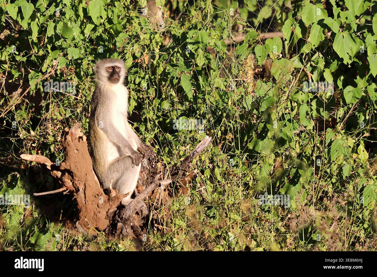 Grüne Meerkatze/Meerkatze/Cercopithecus aethiops Stockfoto
