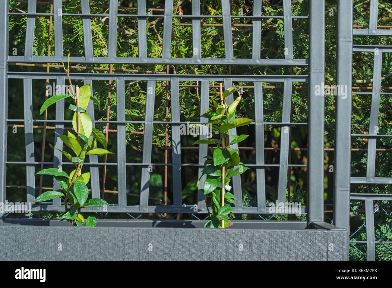Bäuerin in Gummihandschuhen pflanzt im Frühjahr Setzlinge im Garten in den Boden. Stockfoto