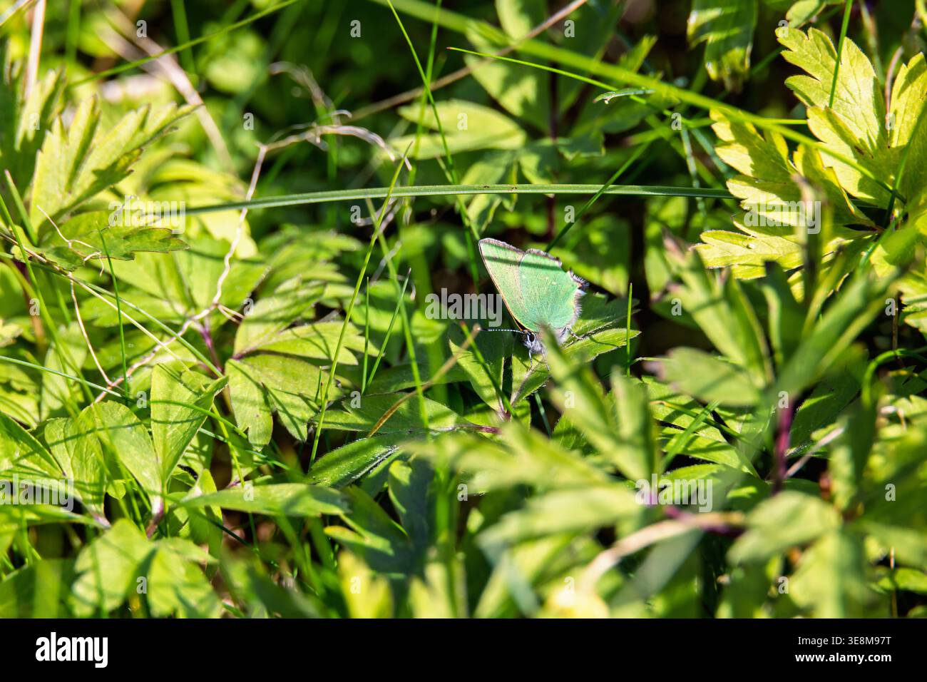 Grüne Haarsträhne, die auf einer üppigen grünen Klinge in der Sonne sitzt Stockfoto