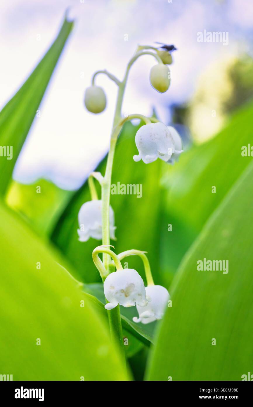Nahaufnahme bei der wunderschönen Lily of the Valley Flowers Stockfoto