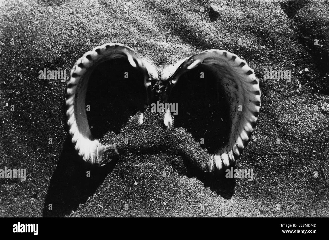 Verlassene Muscheln an einem Strand in Irland. 1975 Stockfoto