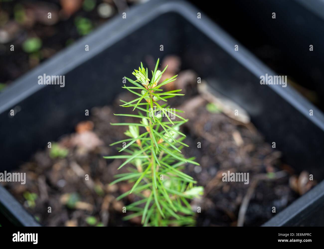 Douglasiensämling im Topf mit neuem Frühlingswachstum Stockfoto