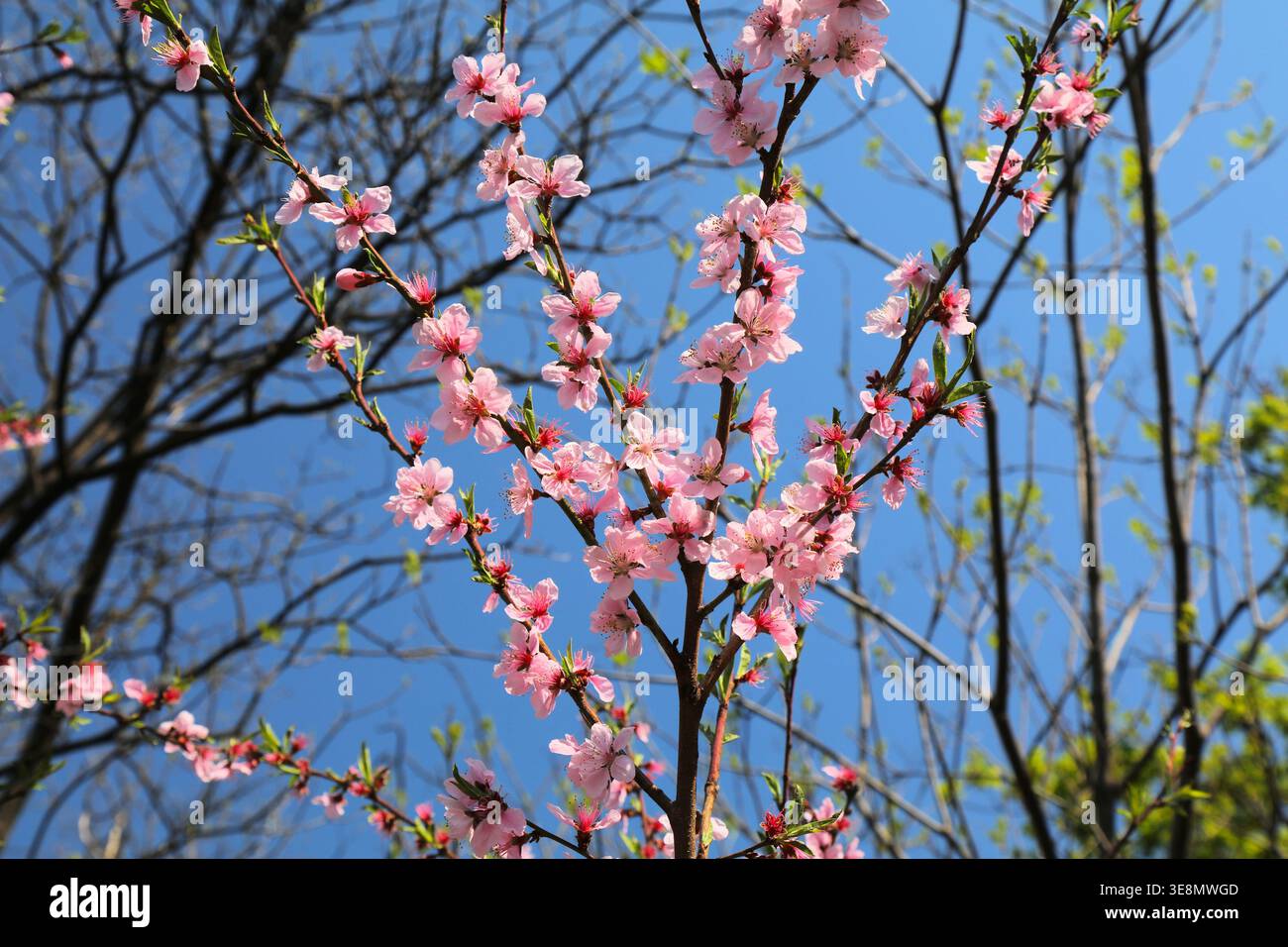 Seoul Namsan Park pfirsichfarbene Baumblüten. Pfirsichblüten im Frühjahr in Südkorea. Stockfoto