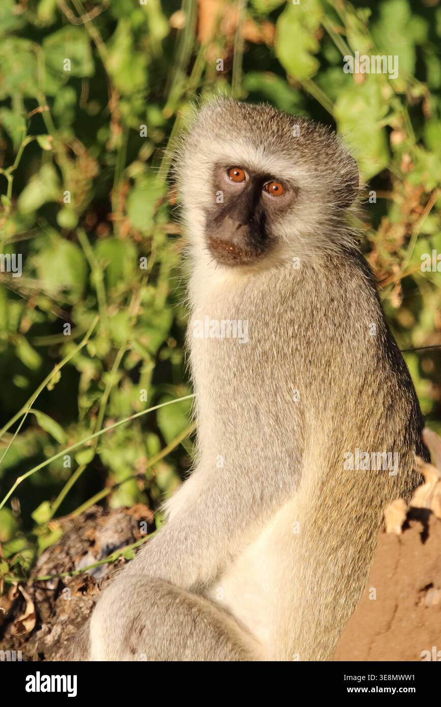 Grüne Meerkatze/Meerkatze/Cercopithecus aethiops Stockfoto