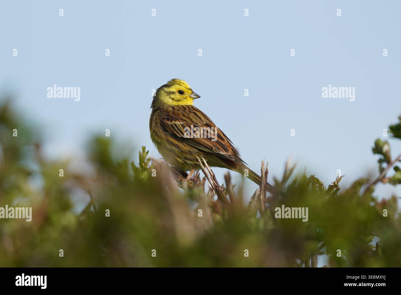 Ein männlicher Gelbhammer auf einer Hecke, April 2026, Cambridgeshire, England, Großbritannien Stockfoto