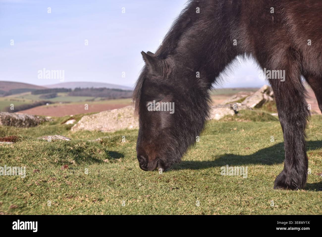 Dartmoor Pony Nahaufnahme mit Moorlandschaftshintergrund mit Platz für redaktionelle Kopie links. Dartmoor-Nationalpark, Devon, England, Großbritannien. Stockfoto