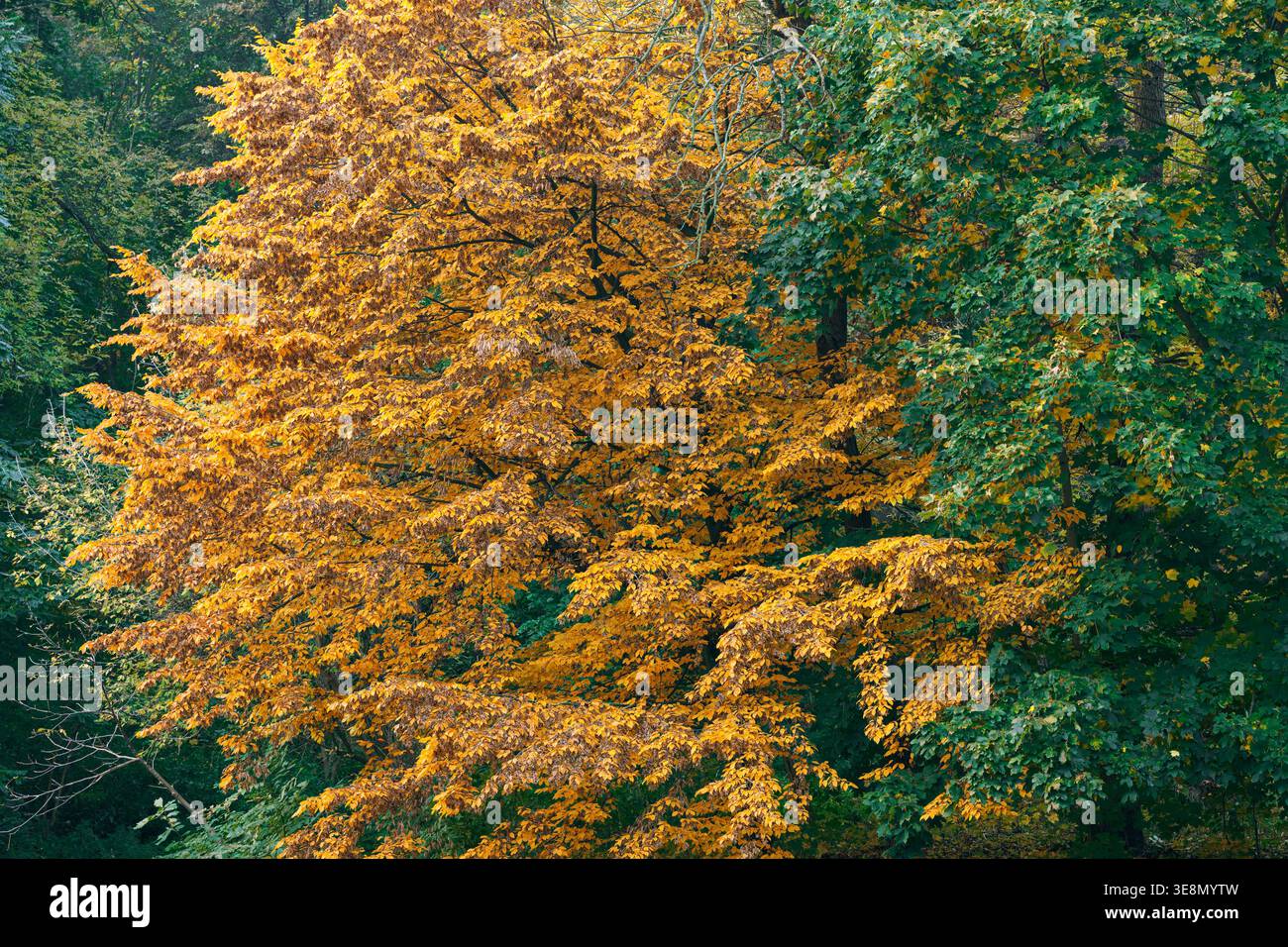 Ein großer Baum mit hellgelben Blättern hebt sich während der Herbstsaison mit warmem Sonnenlicht zwischen den grünen Bäumen der umliegenden Bäume hervor Stockfoto