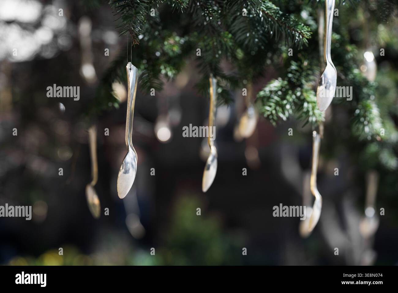 Surreale und skurrile Gartenszene mit metallischen Löffeln, die weiches Licht reflektieren. Mehrere silberne Löffel hängen an immergrünen Ästen in einem Garten Stockfoto