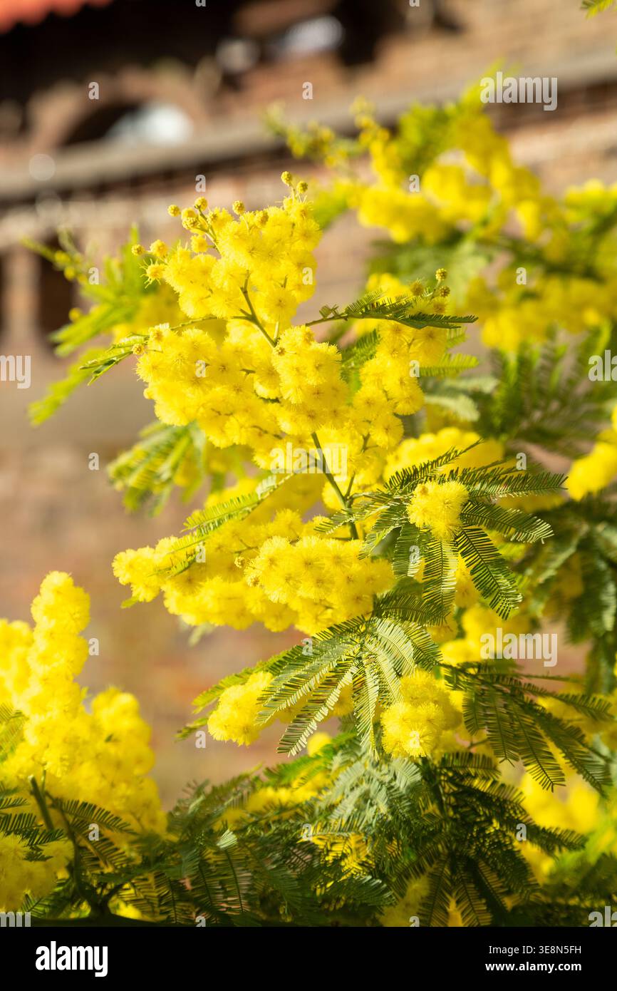 Die Mimosa-Pflanze, auch bekannt als Silver Wattle (Acacia dealbata). Stockfoto