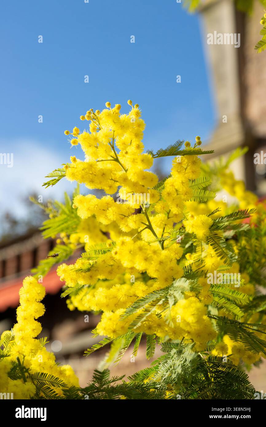 Die Mimosa-Pflanze, auch bekannt als Silver Wattle (Acacia dealbata). Stockfoto