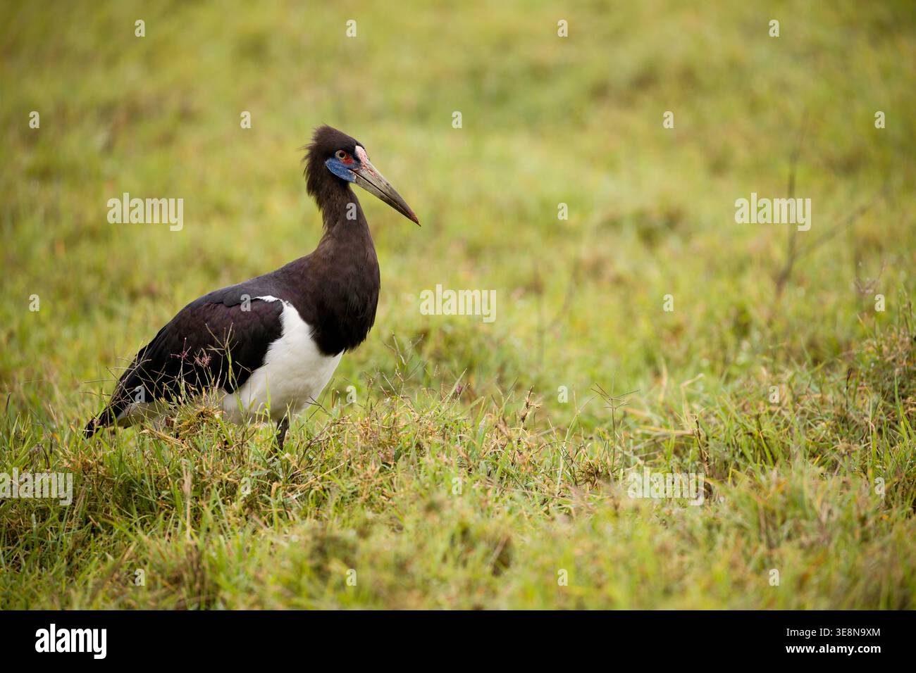 Abdimstorch (Ciconia abdimii) auf grünem Grasland. Eine klare Profilansicht eines Abdimstorchs, auch bekannt als Weißbauchstorch, der auf der Suche ist Stockfoto