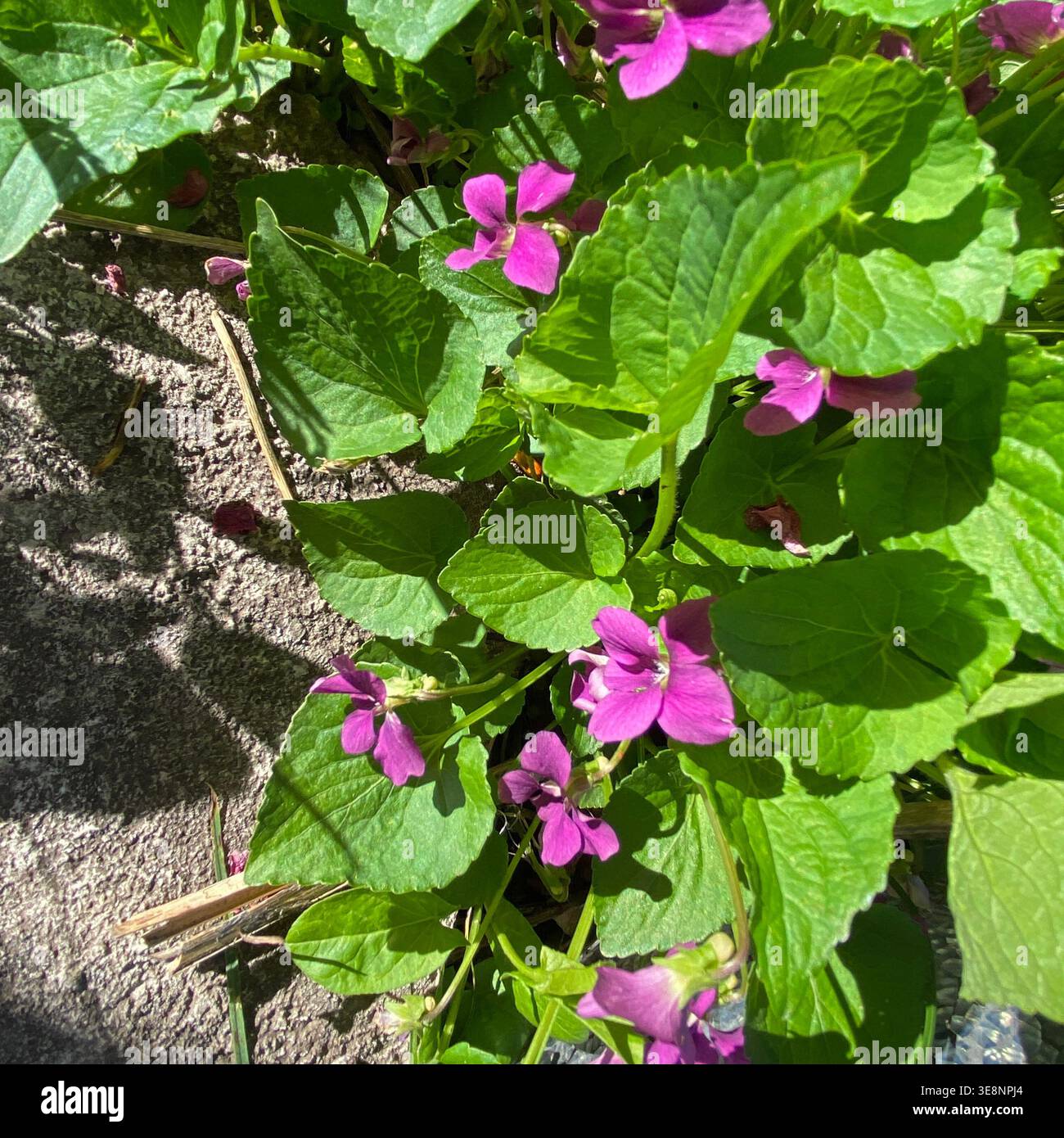 In Trevor, Wisconsin, USA, blicken Sie hinunter auf die violetten Blüten des Süßvioletts, die im Frühjahr blühen, entlang eines Steinpfades - Smartphone-aufgenommenes Stockfoto