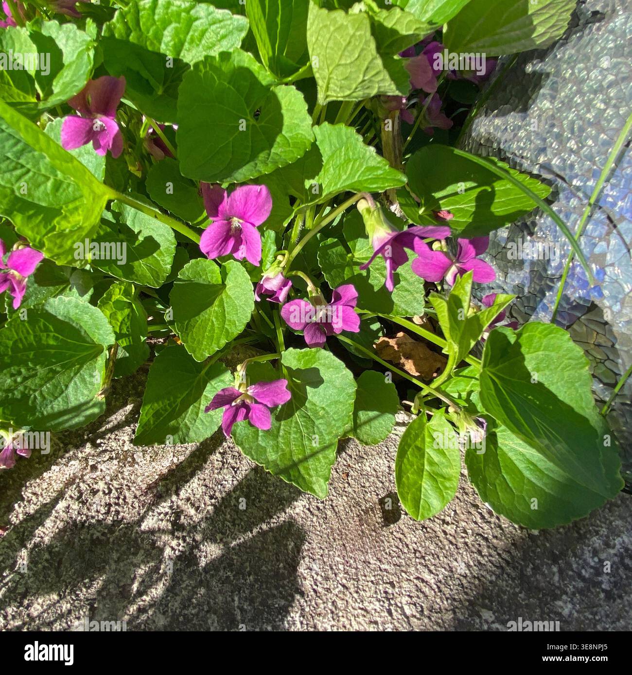 In Trevor, Wisconsin, USA, blicken Sie hinunter auf die violetten Blüten des Süßvioletts, die im Frühjahr blühen, entlang eines Steinpfades - Smartphone-aufgenommenes Stockfoto