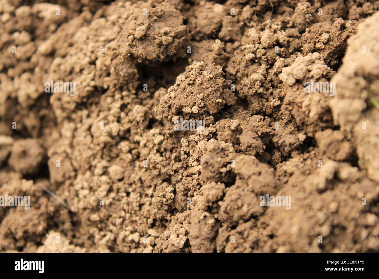 Der Boden ist mit dunkelbraunem Boden voller kleiner Klumpen und Partikel bedeckt. Sonnenlicht hebt die Beschaffenheit der Erde hervor. Stockfoto