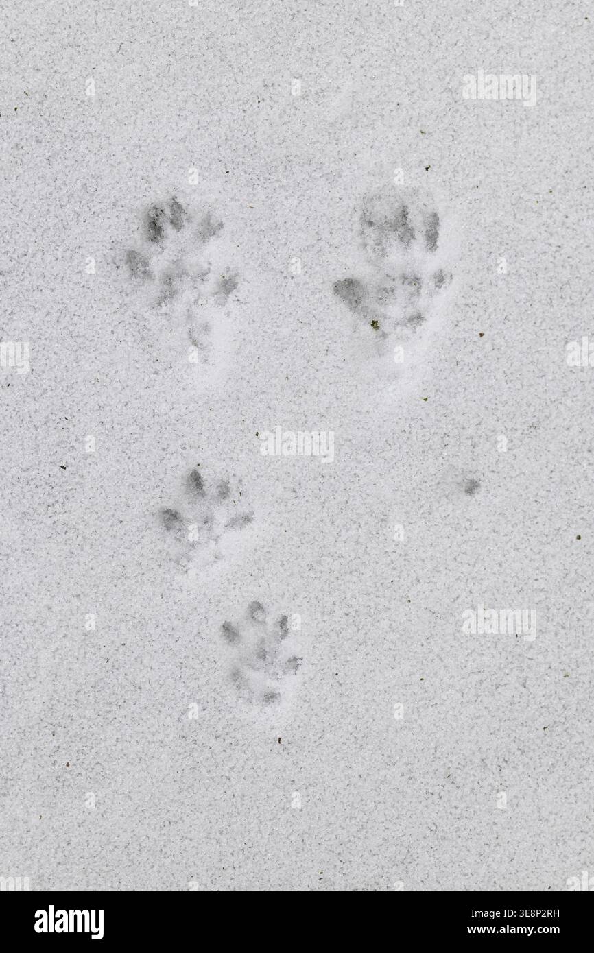 Wanderratte, Trittsiegel, Fährte, Spurengruppe im Schnee, Wander-Ratte, Ratte, Ratten, Rattus norvegicus, Ratte, Ratte, Track, Schild, Rat Surmulot Stockfoto