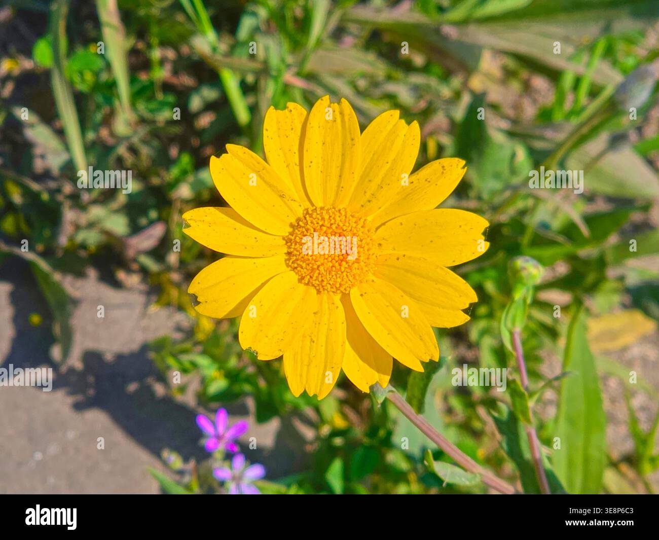 Hellgelbe Wildblume blüht im Sonnenlicht aus nächster Nähe Stockfoto