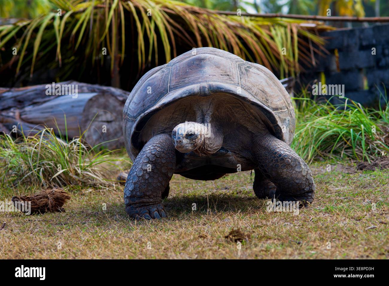 Eine Aldabra-Riesenschildkröte, die auf den Seychellen beheimatet ist, weidet in einem tropischen Grasland-Lebensraum mit Palmen und üppigem Grün. Stockfoto
