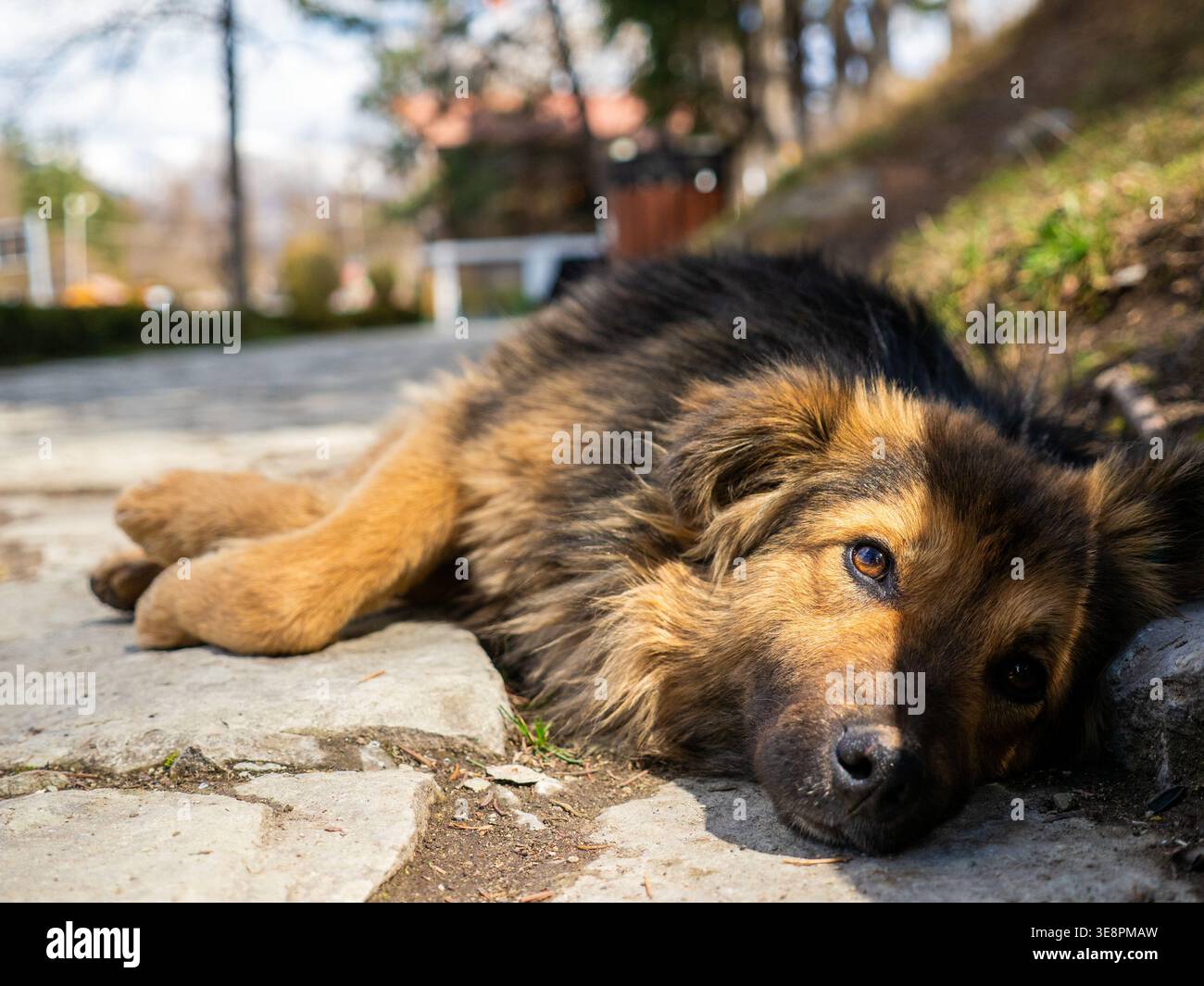 Entzückender armenischer Hund posiert für die Kamera in Dilijan, Provinz Tavush, Armenien Stockfoto