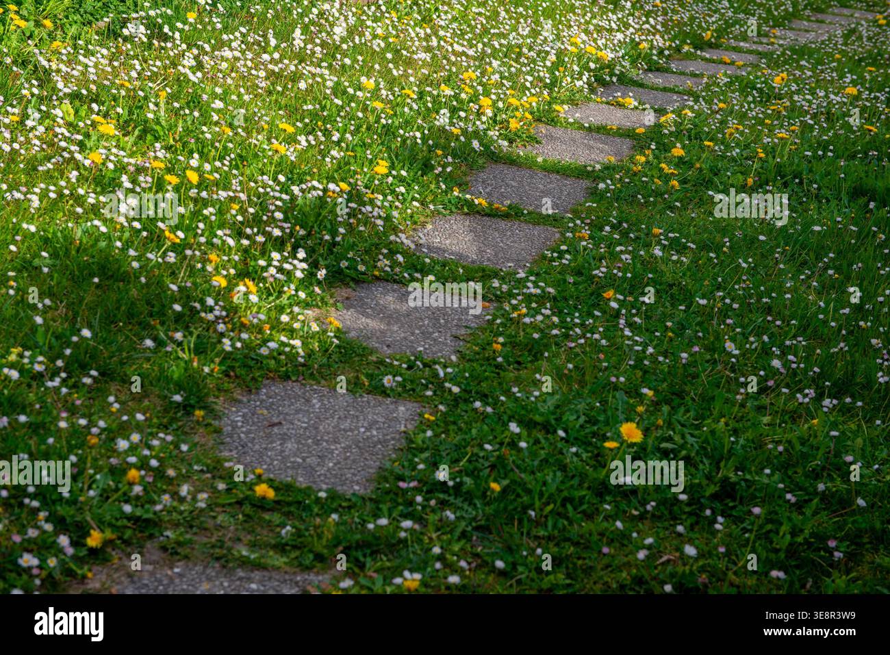 Zwischen grünem Gras, weißen Gänseblümchen und leuchtend gelben Blumen ragt ein Steinweg hervor. Stockfoto