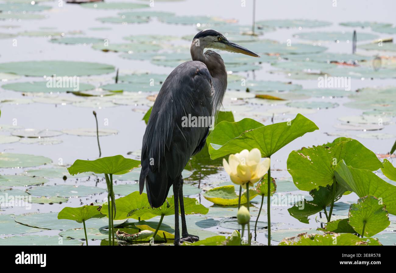 Ein atemberaubender Reiher steht elegant zwischen üppig grünen Lilien in einem ruhigen Teich. Die Sonne schimmert auf der Wasseroberfläche und schafft eine friedliche Atmosphäre. T Stockfoto
