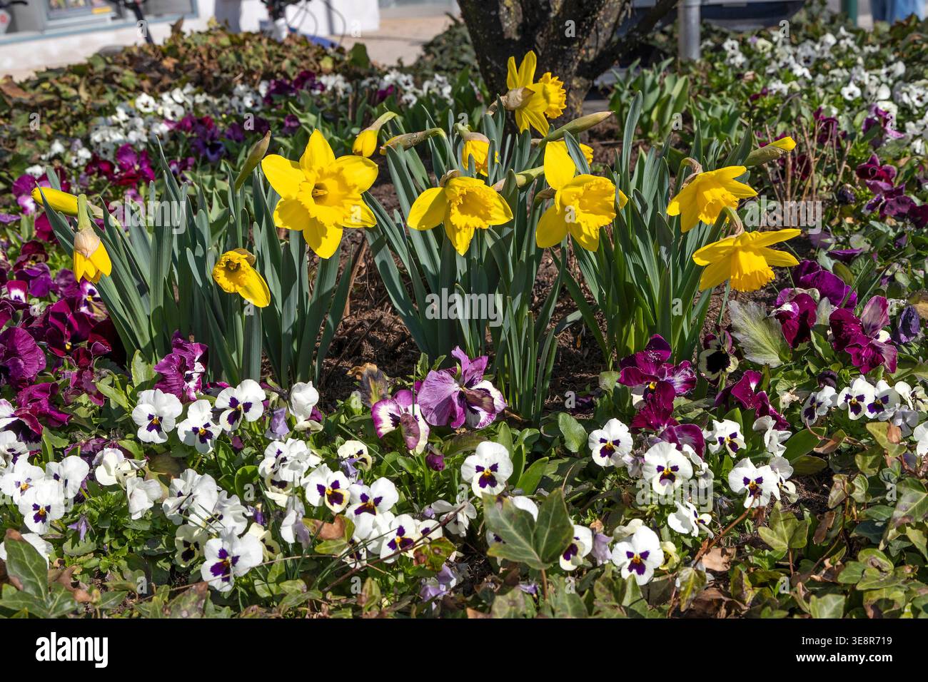 Frühlingsblumen, Narzissen und Violen // Frühlingsblumen, Narzissen und Violen - 20260319 PD28480 Stockfoto