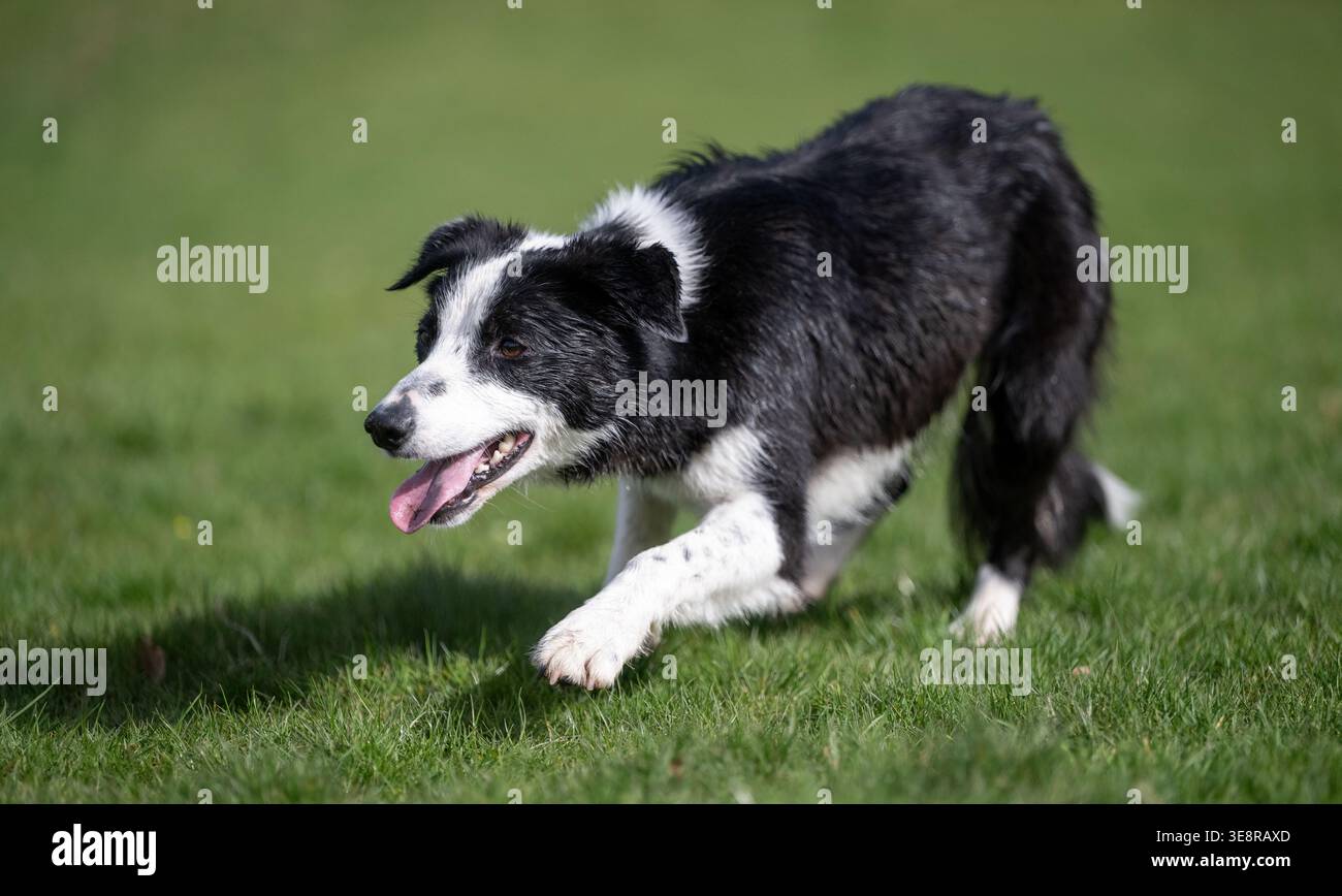 Arbeitender Border Collie Schäferhund, der mit Geschwindigkeit läuft. North Yorkshire, Großbritannien. Stockfoto