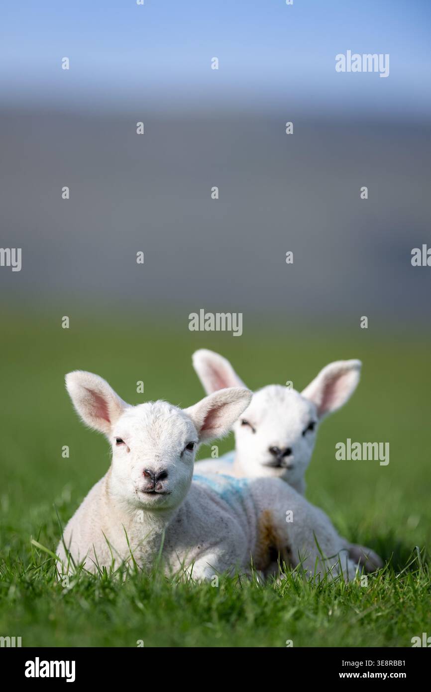 Zwei junge Zwillingslämmer saßen schlaflos zusammen auf einem Feld von frischem Gras. North Yorkshire, Großbritannien. Stockfoto