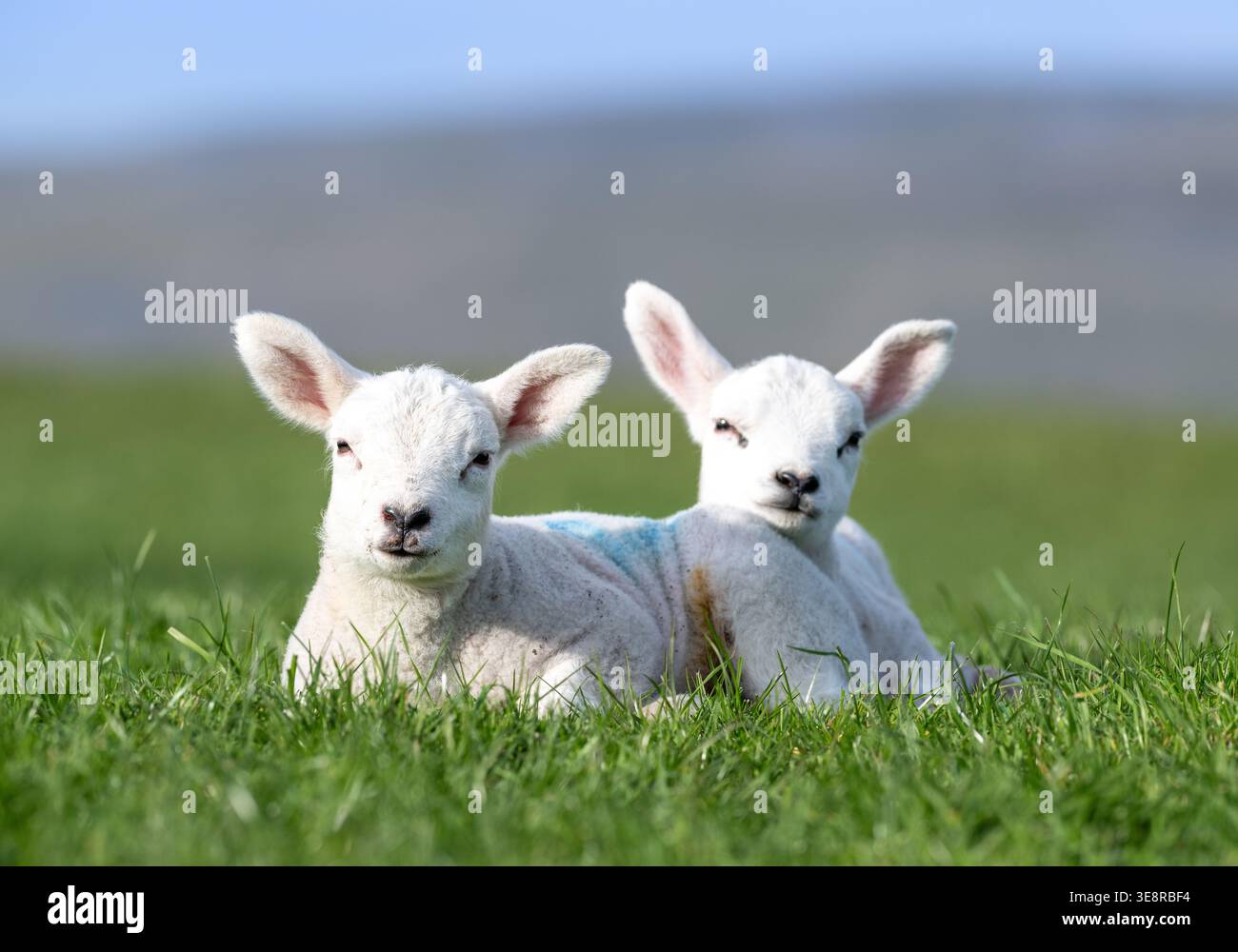 Zwei junge Zwillingslämmer saßen schlaflos zusammen auf einem Feld von frischem Gras. North Yorkshire, Großbritannien. Stockfoto