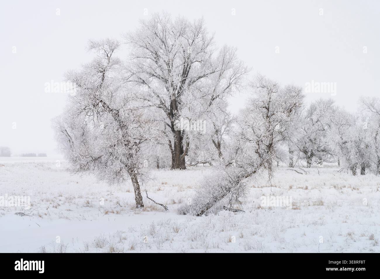 Eine Winterszene mit Schnee und Raureif nach einem Sturm in der Nähe von Winkler, Manitoba, Kanada. Stockfoto