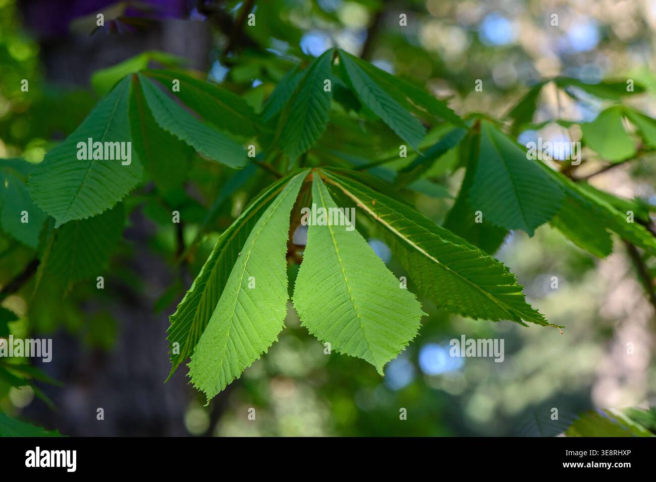 Rosskastanie Blätter große Flugblätter und Palmately Compound Struktur Stockfoto