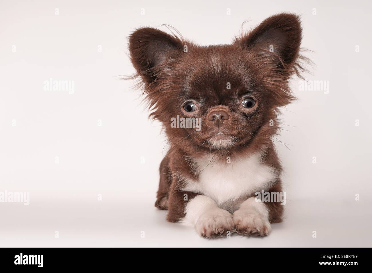 Charming Chocolate Chihuahua mit ausdrucksstarken Augen und flauschigem Mantel posiert auf hellem Hintergrund Stockfoto
