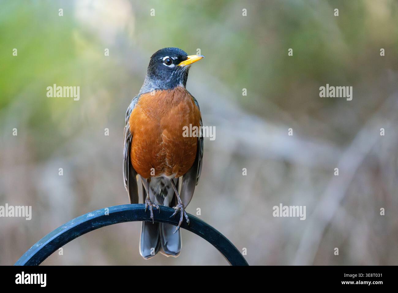 Amerikanischer Robin sitzt auf einer Stange. Stockfoto